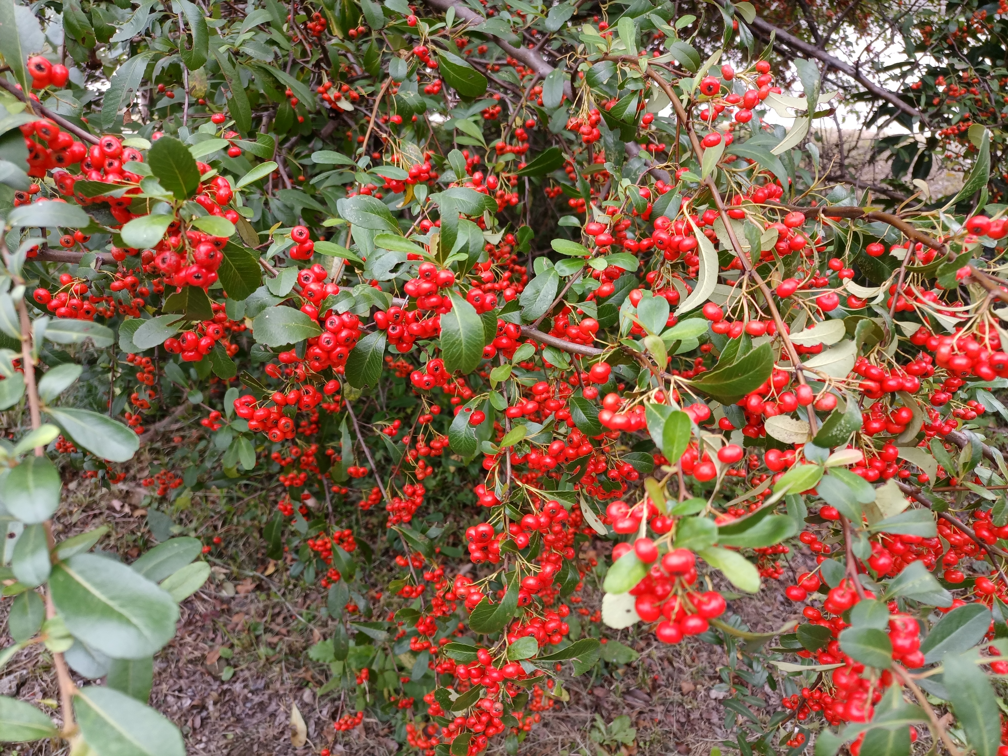 这是红豆吗?#植物