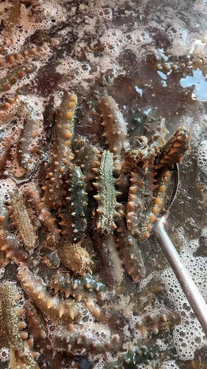 海参海参,海里人参,立冬开补