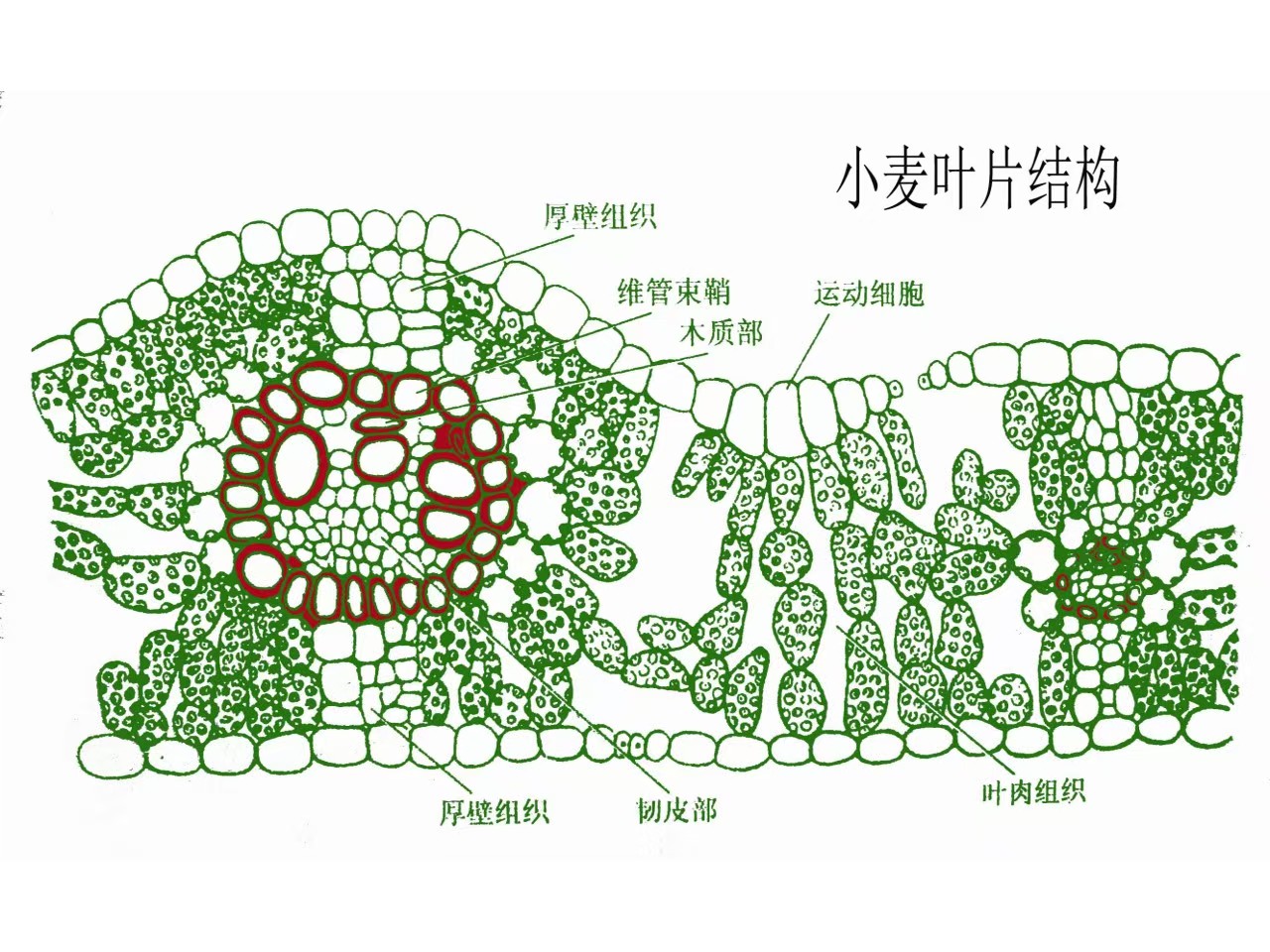 小麦叶片结构图和玉米叶片横切