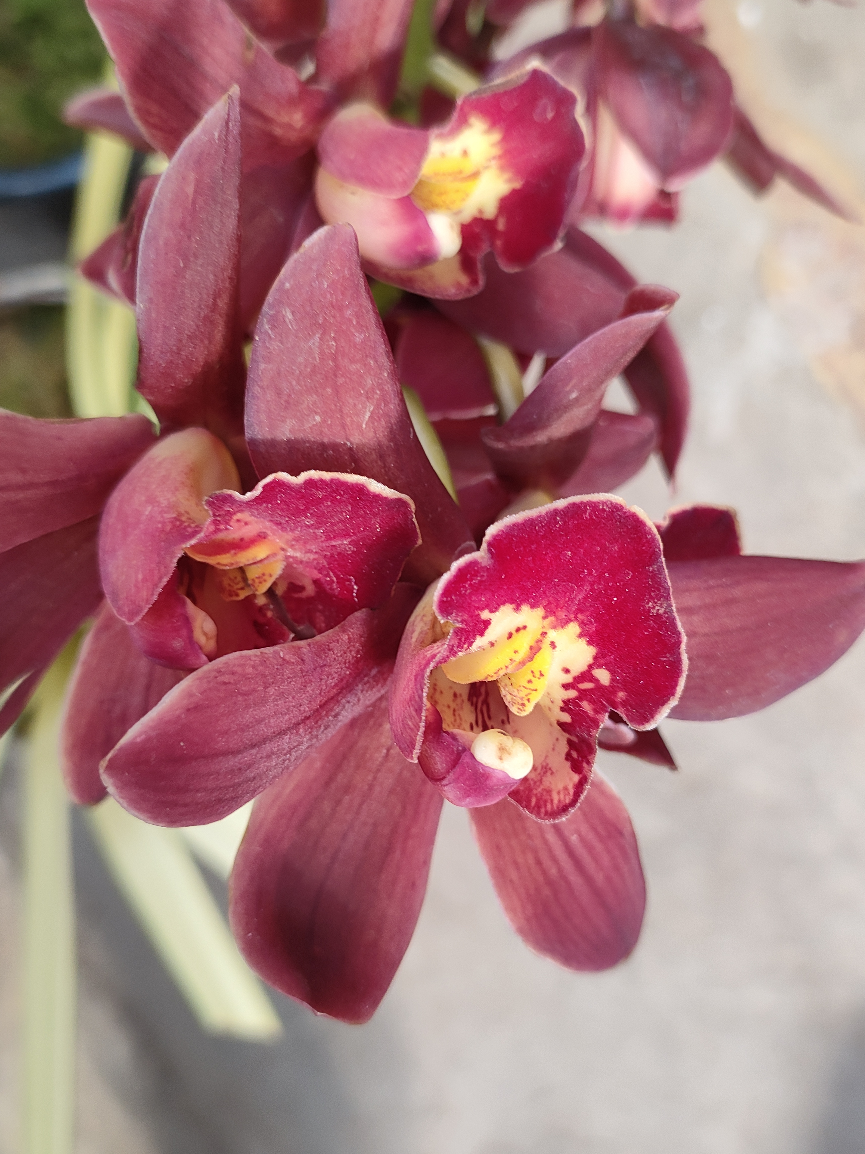 另外,蕙兰还可以用来制作花酒,花茶