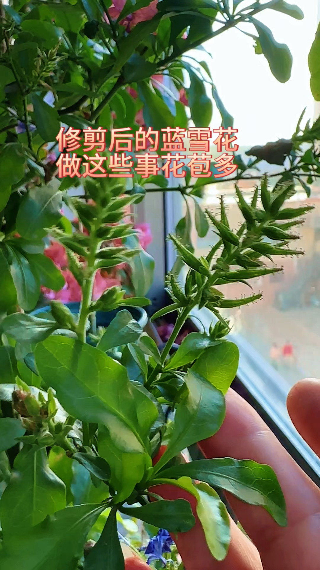 修剪后的蓝雪花,做这些事花苞多