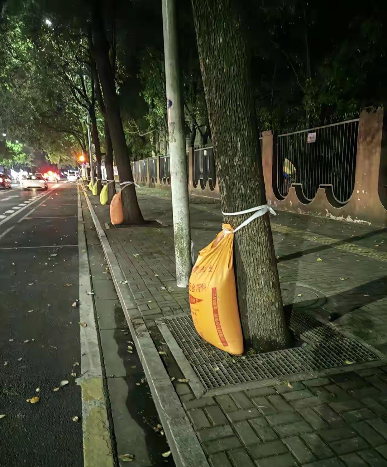 发现马路两边的树上都绑着这样的蛇皮袋给我整蒙圈了这有什么用呢?
