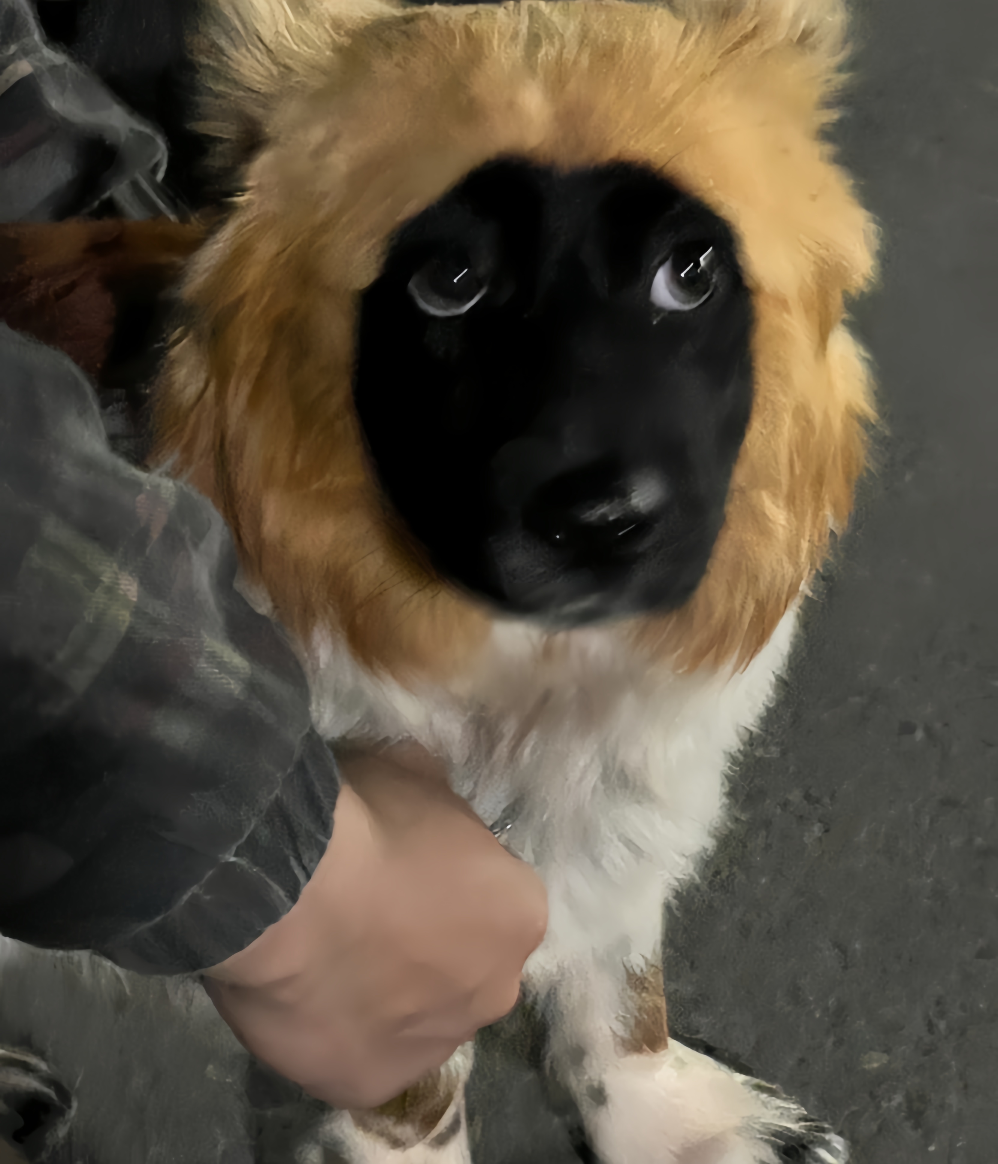 狗子,不知道是什么品种脸黑黑的,第一眼看上去还以为戴了一个黄色的