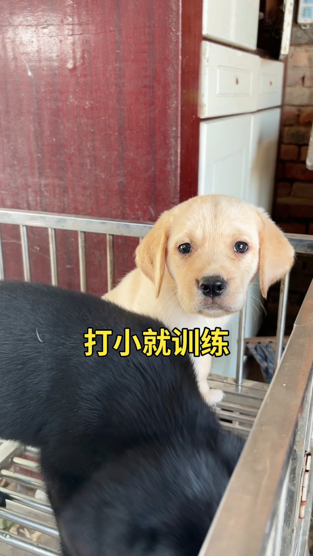 「拉布拉多」从小就开始训练 教好了没人养