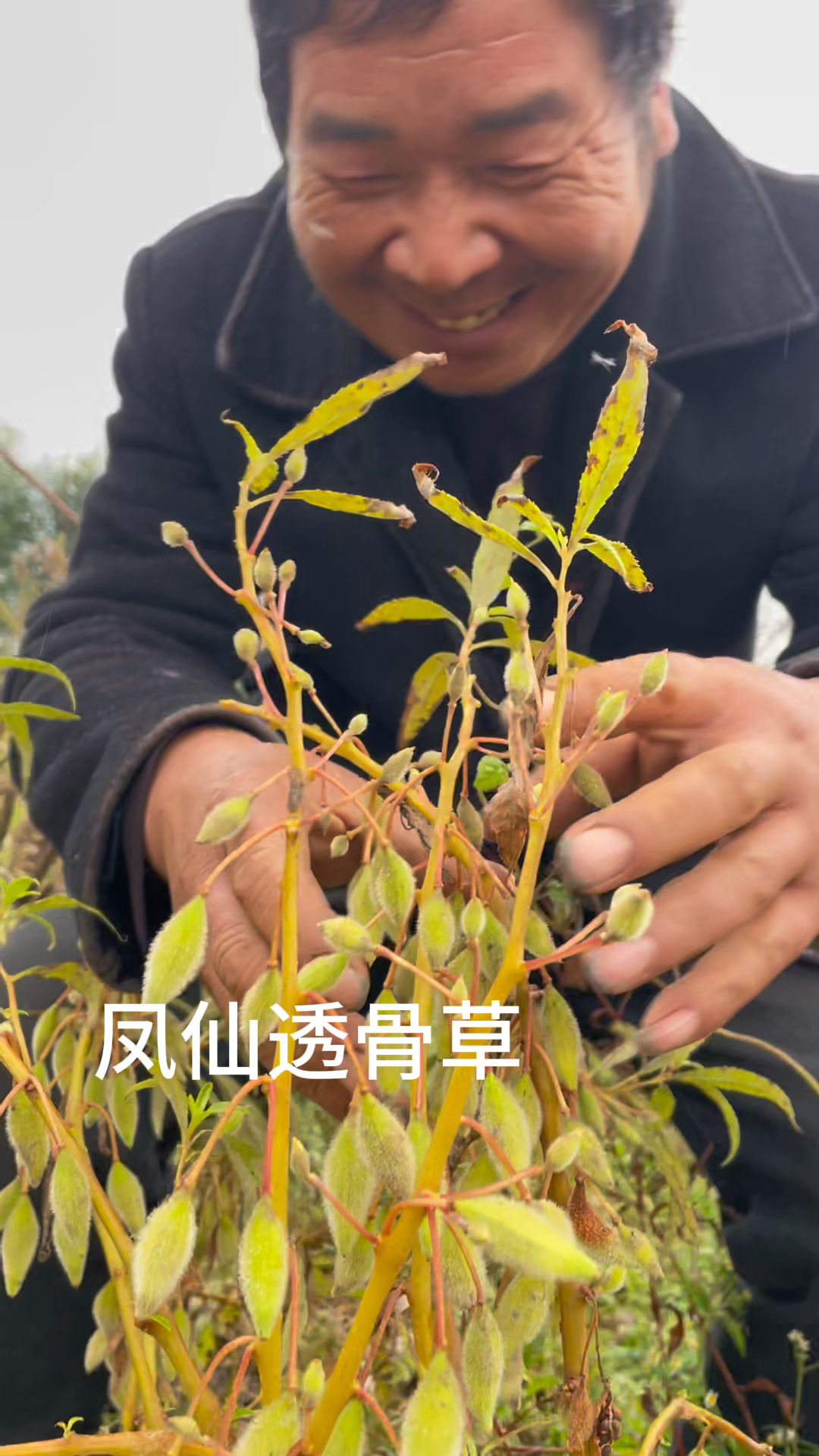 凤仙透骨草也叫指甲花