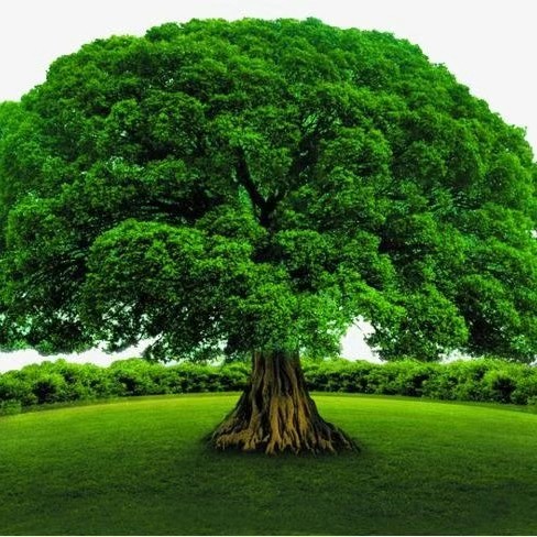 这棵大树宛如一把巨大的绿色伞盖,撑开在这片草地上