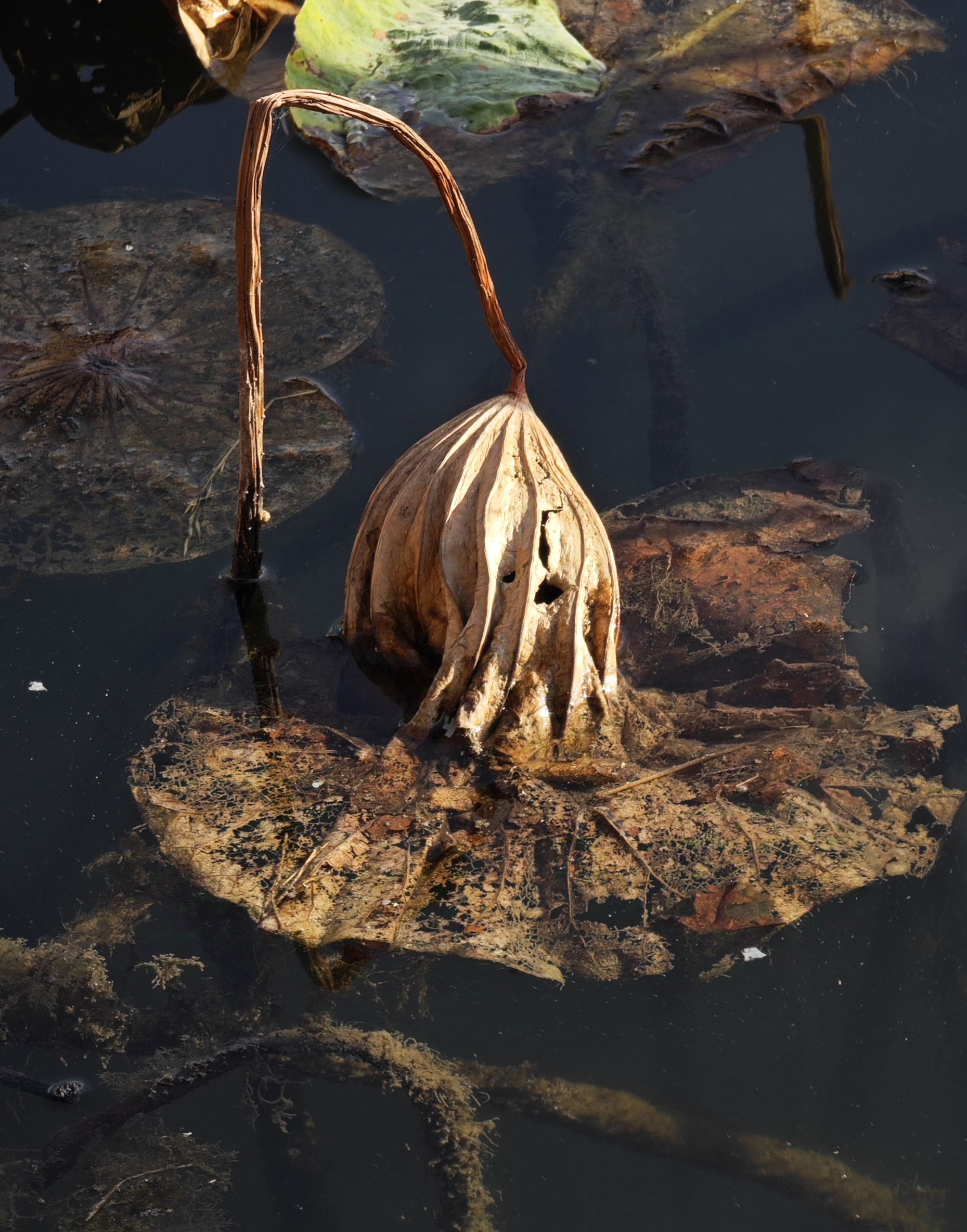 去绣江河公园观秋景拍残荷