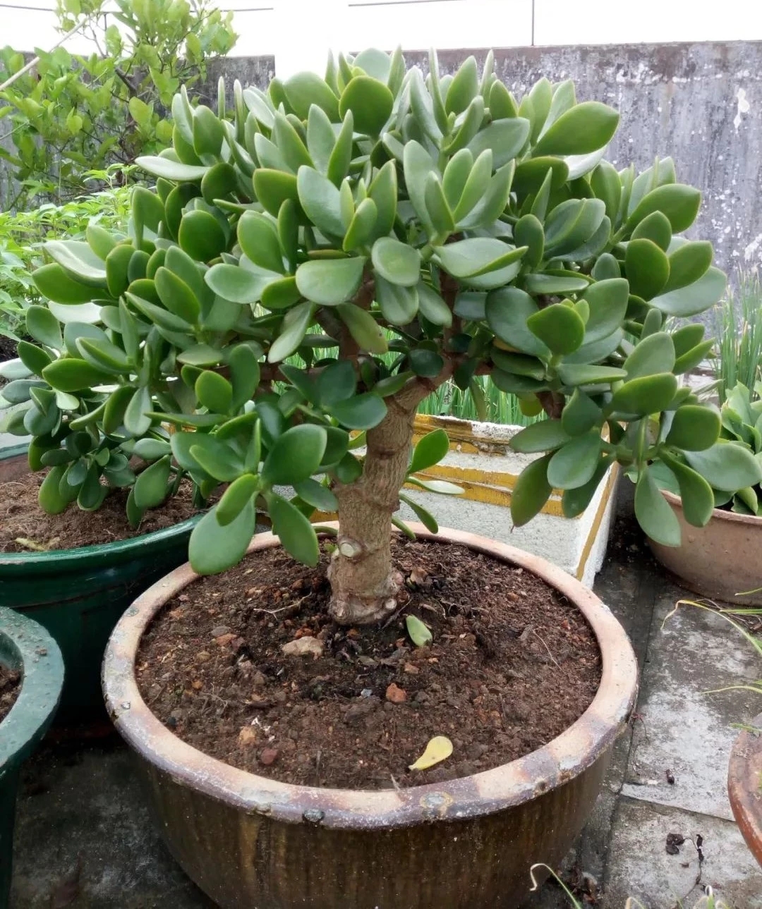 玉树:寓意金玉满堂,打造家庭富贵的盆景