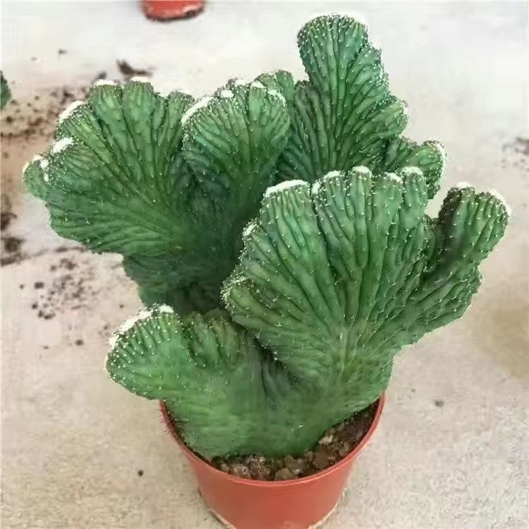 在浩瀚的植物王国中,有一种外形粗犷,酷似神兽麒麟的植物