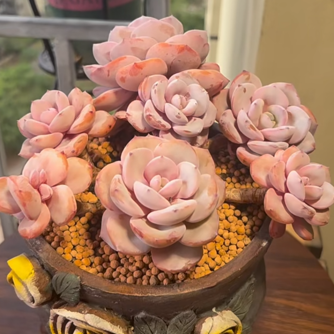 奶茶多肉植物,花卉爱好者的宠儿,治愈心灵的绿色精灵