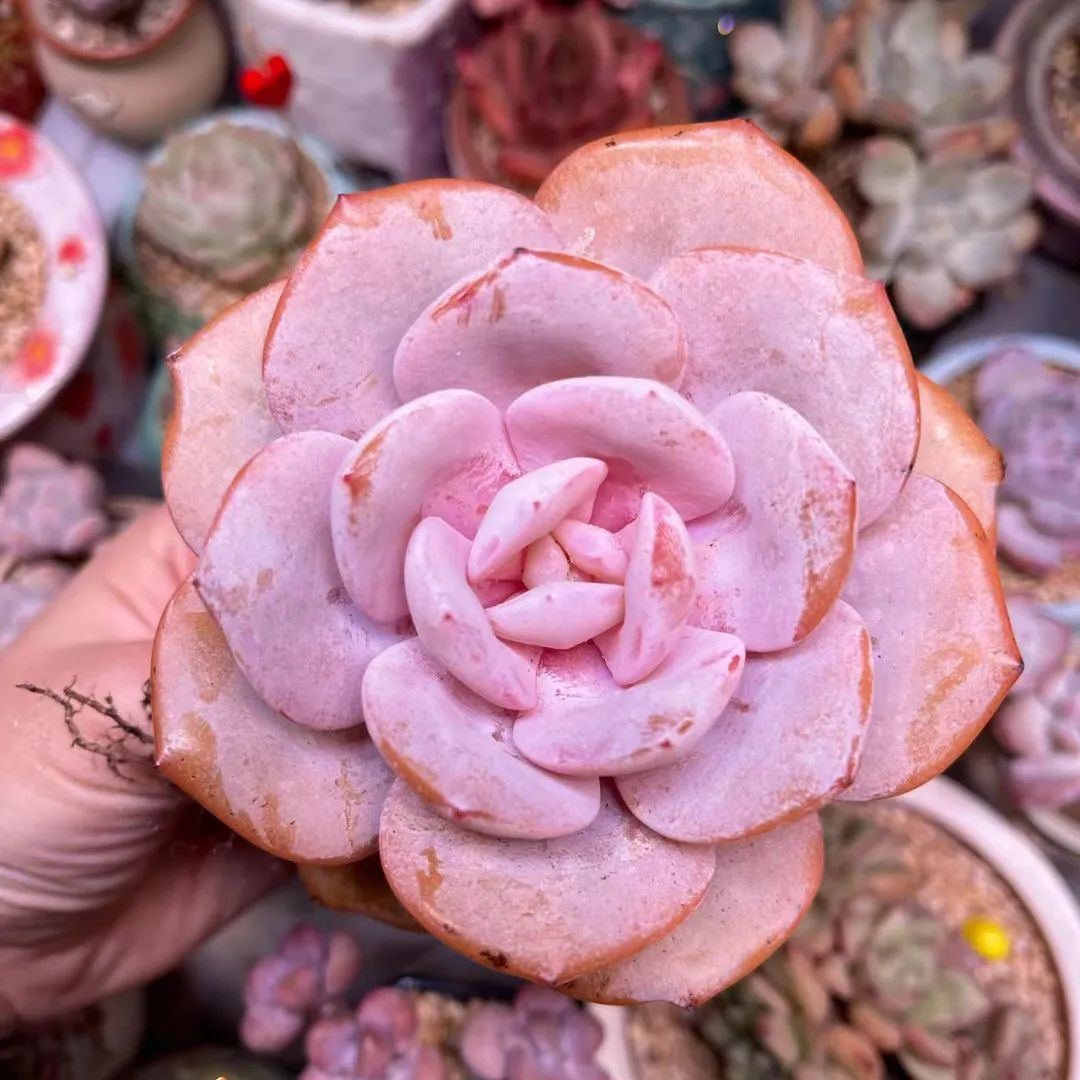 奶茶多肉植物,花卉爱好者的宠儿,治愈心灵的绿色精灵