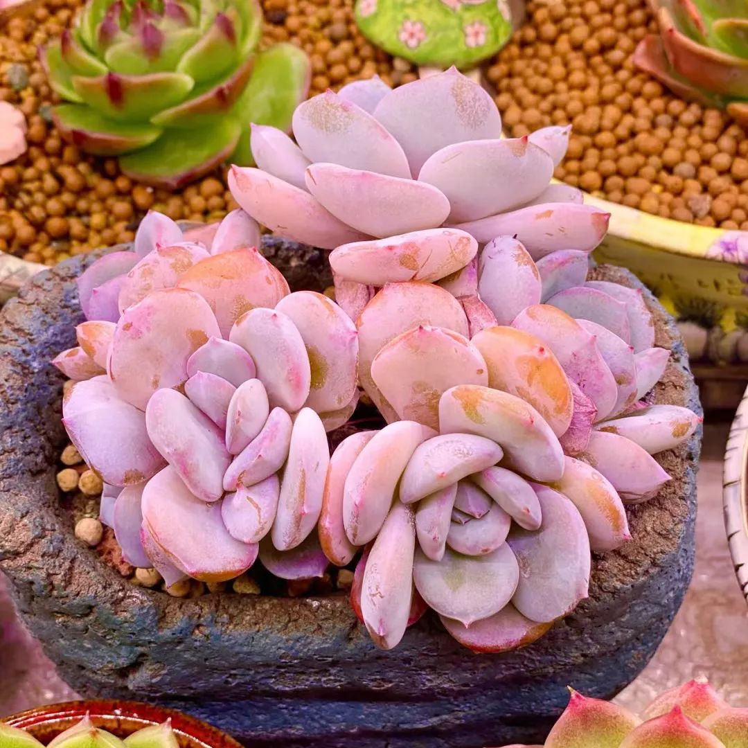 奶茶多肉植物,花卉爱好者的宠儿,治愈心灵的绿色精灵