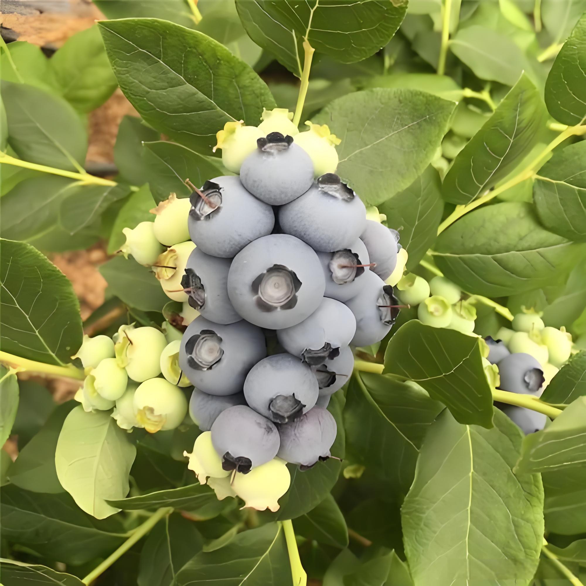 云雀蓝莓苗早熟品种,云雀蓝莓特点介绍