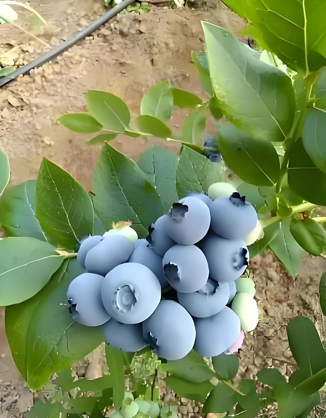 黑珍珠蓝莓品种介绍图片