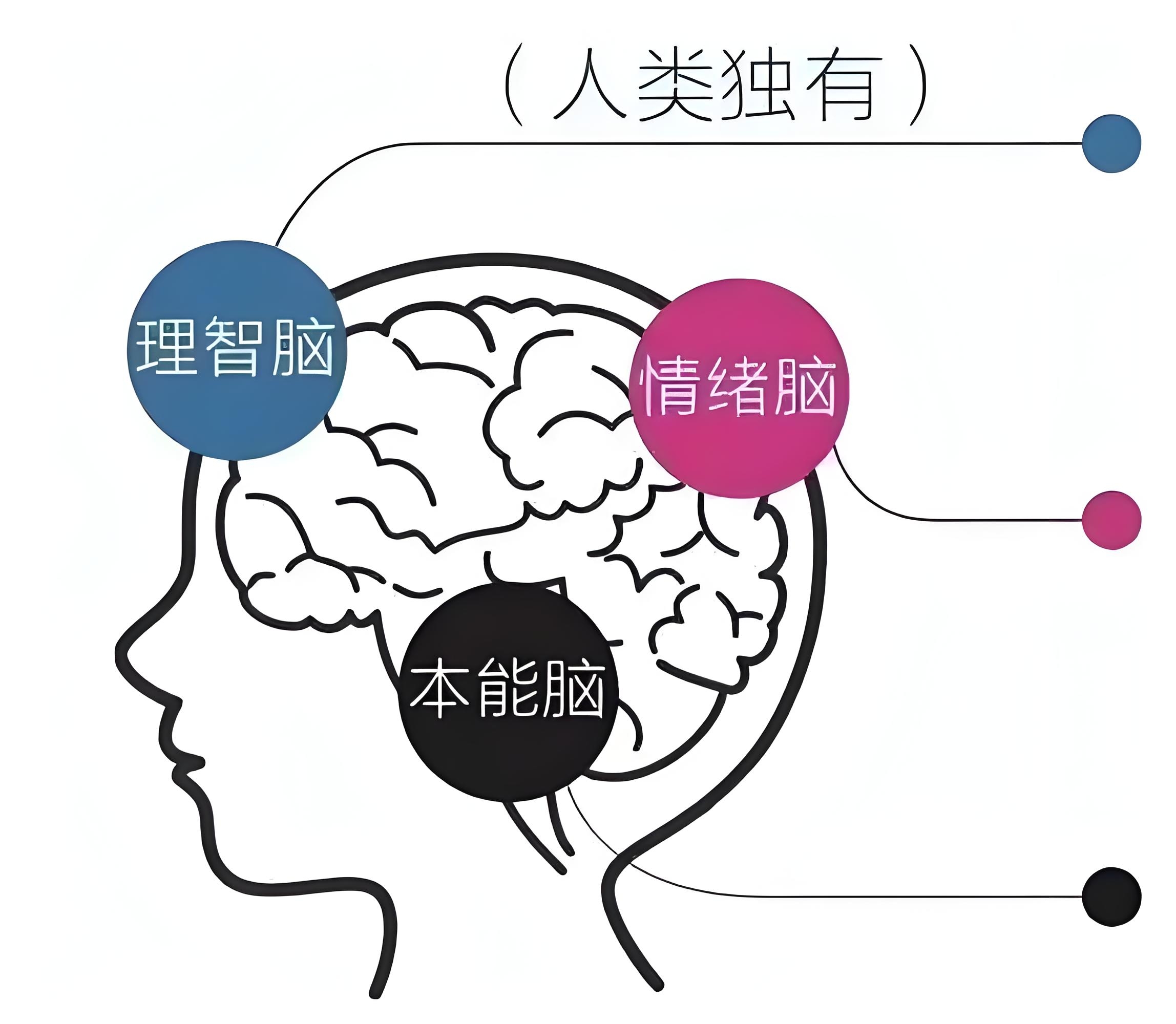 必须主动,刻意地锻炼自己的元认知能力,让理智脑更多地参与大脑的决策