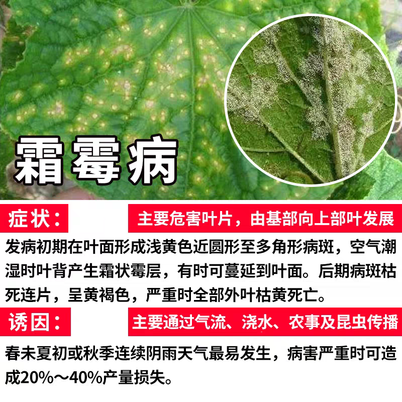 黄瓜除草剂药害的图片图片