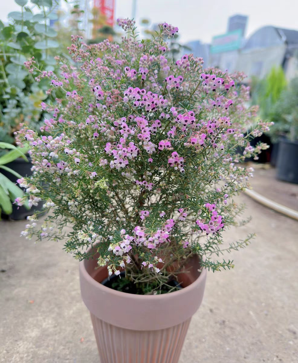 欧石楠养护指南:让这朵"北欧傲娇"在你家绽放!