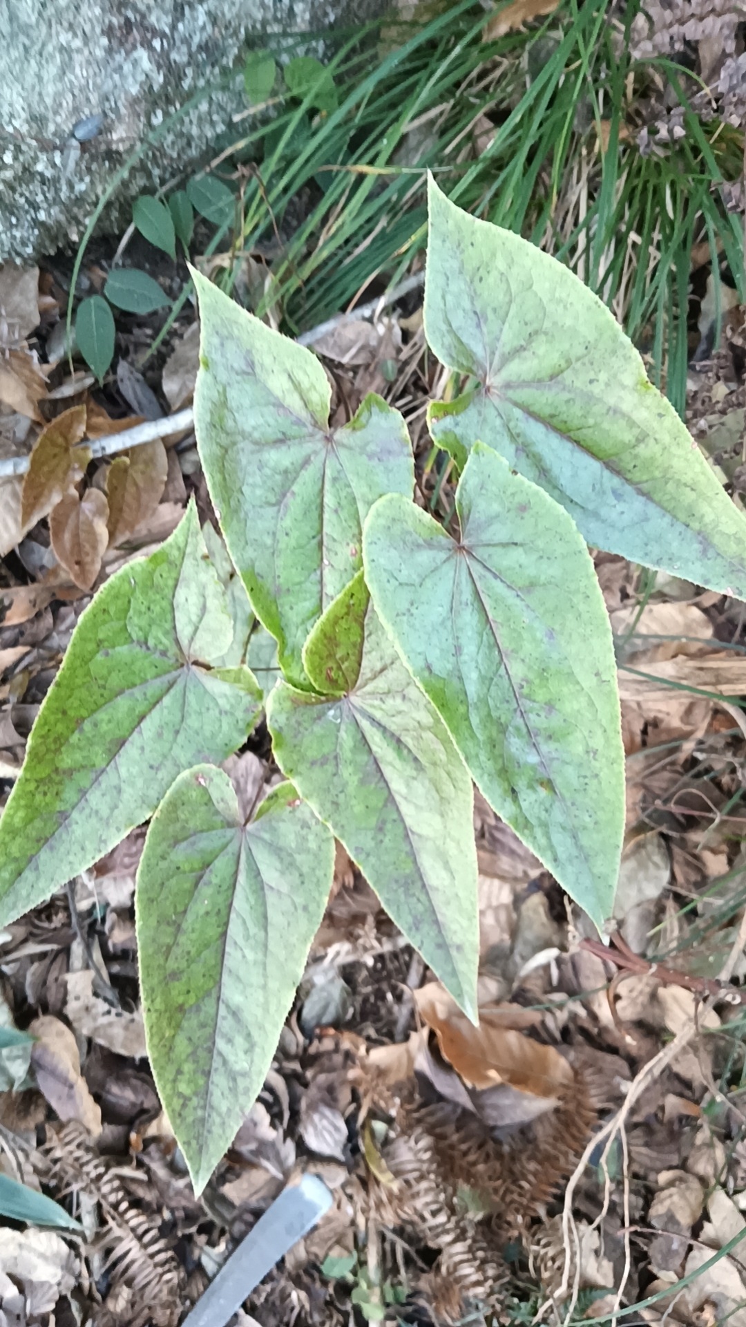 又见到三枝九叶草了,长在巨石上的一个角落里,说是三 