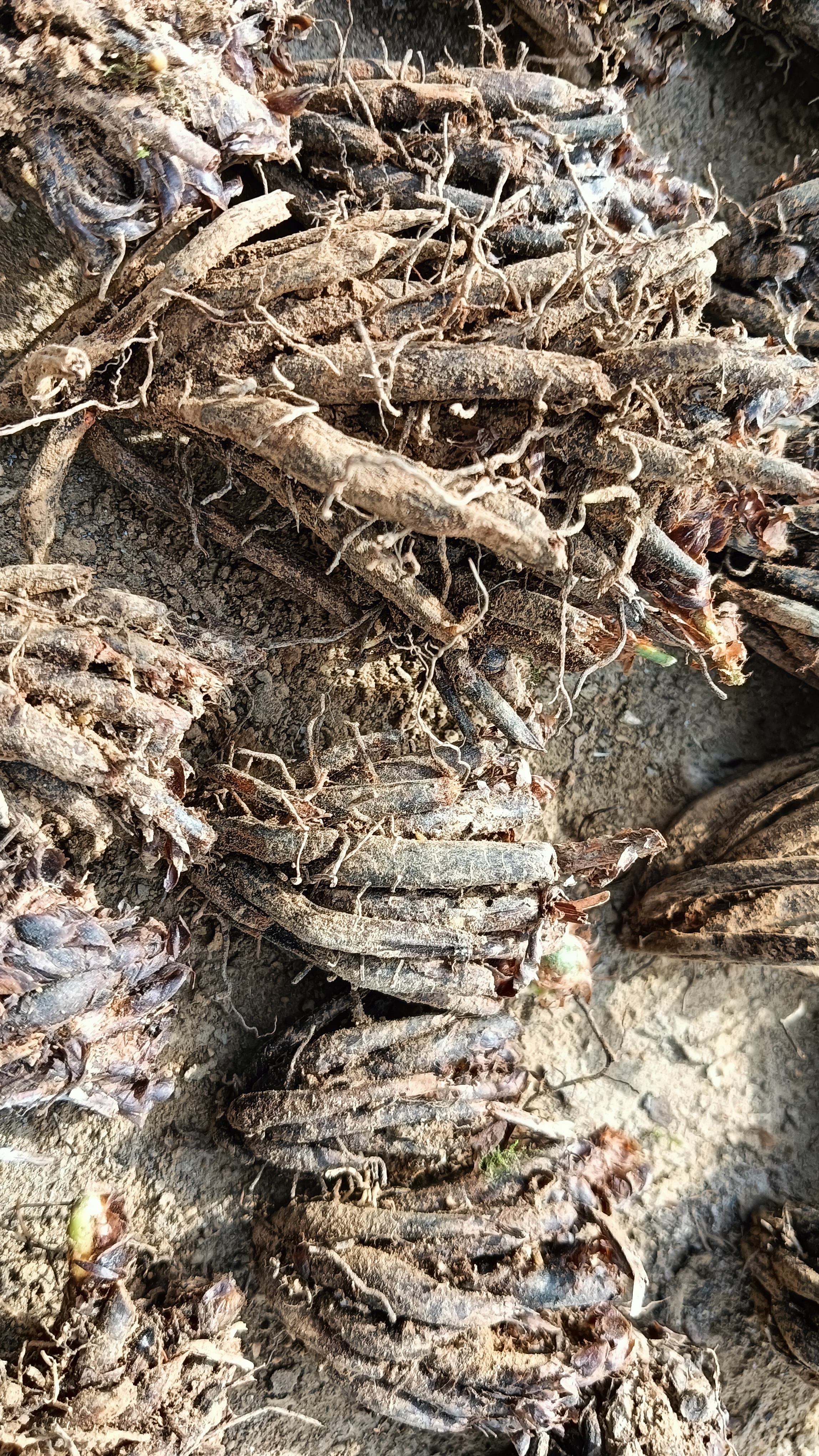 就算是来自农村,见过它的茎叶,也不能毛霉根的图片鸡头毛叶根犁头尖根