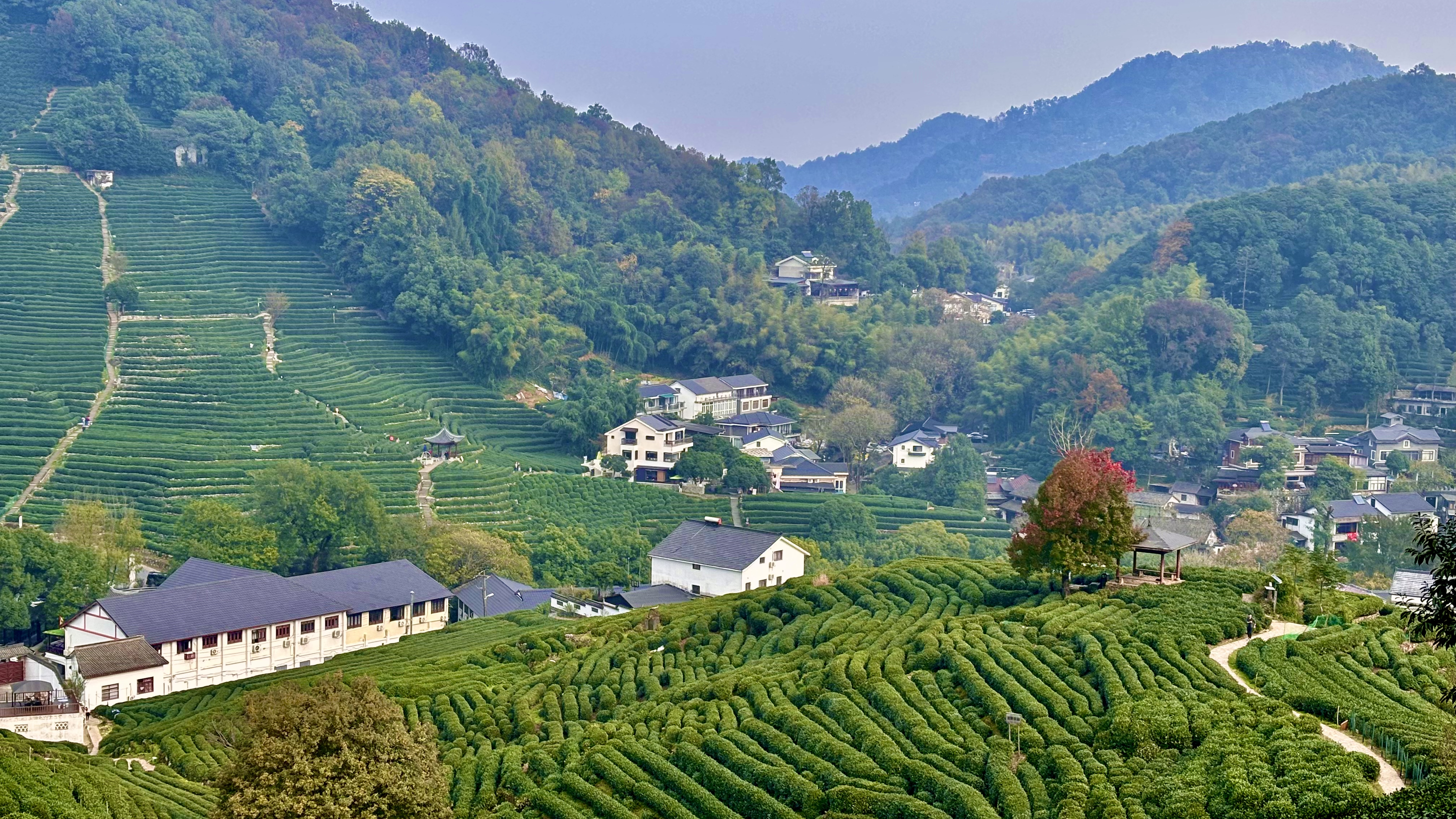 杭州龙井村一日旅游攻略大全(杭州龙井村一日旅游攻略大全图片)