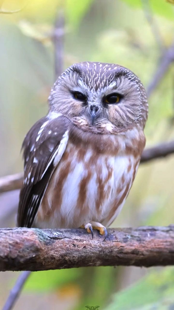 可爱的小猫头鹰.