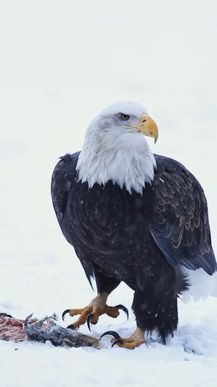 雪地上的猛禽,白头海雕
