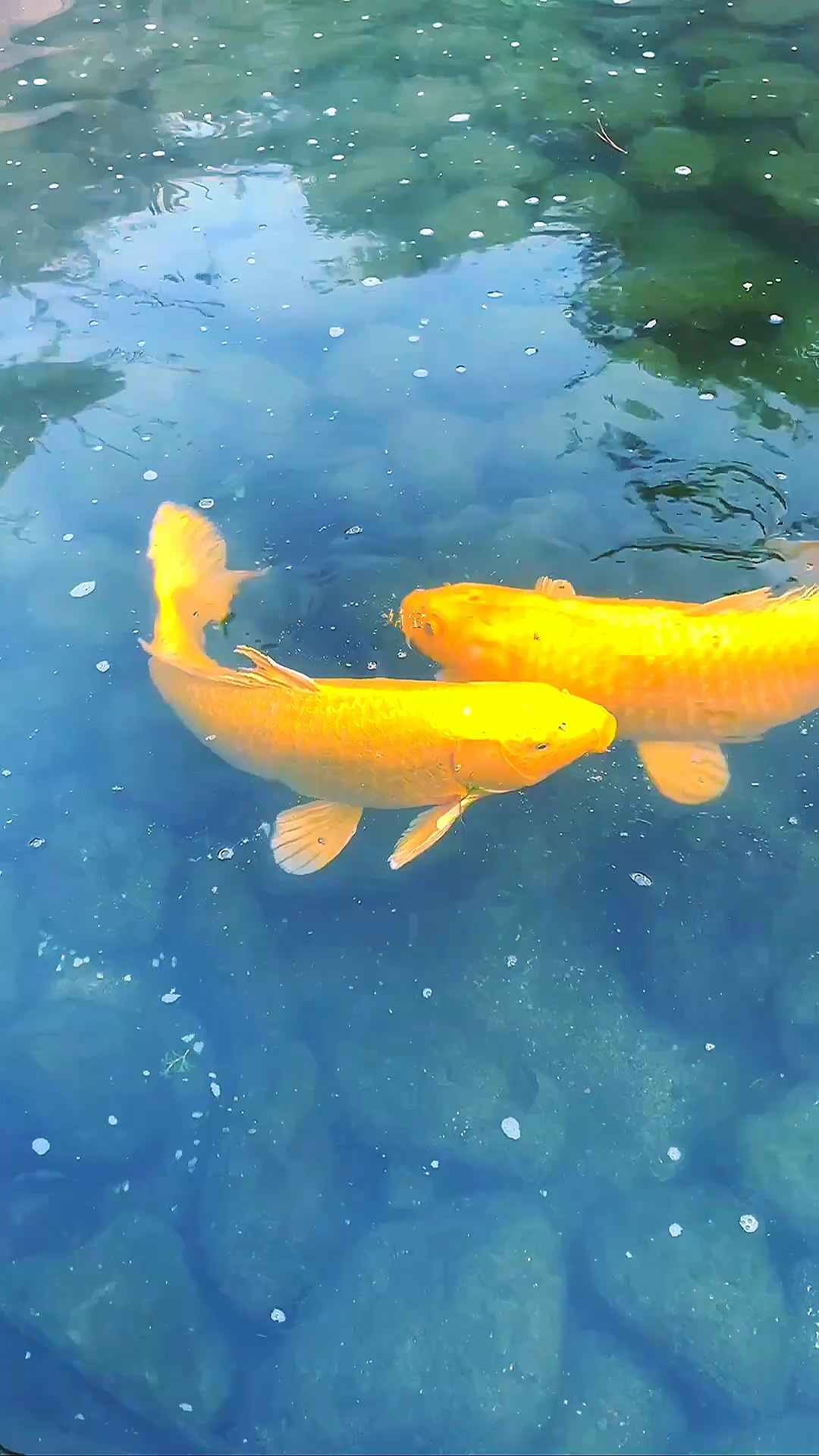 锦鲤招财,愿见者财源广进,福气连连