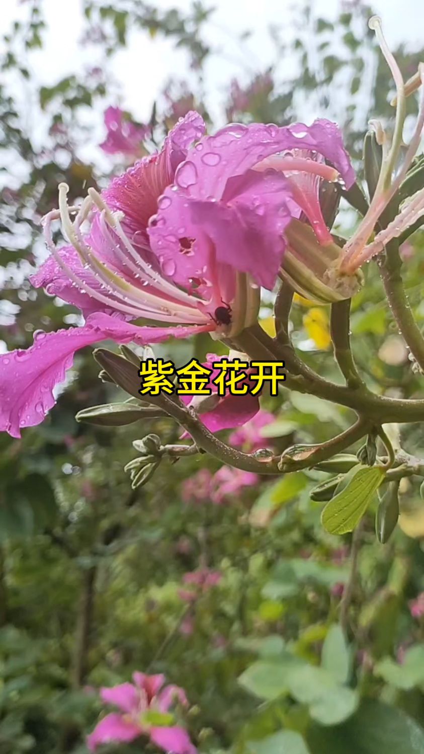 用手机拍摄的紫金花