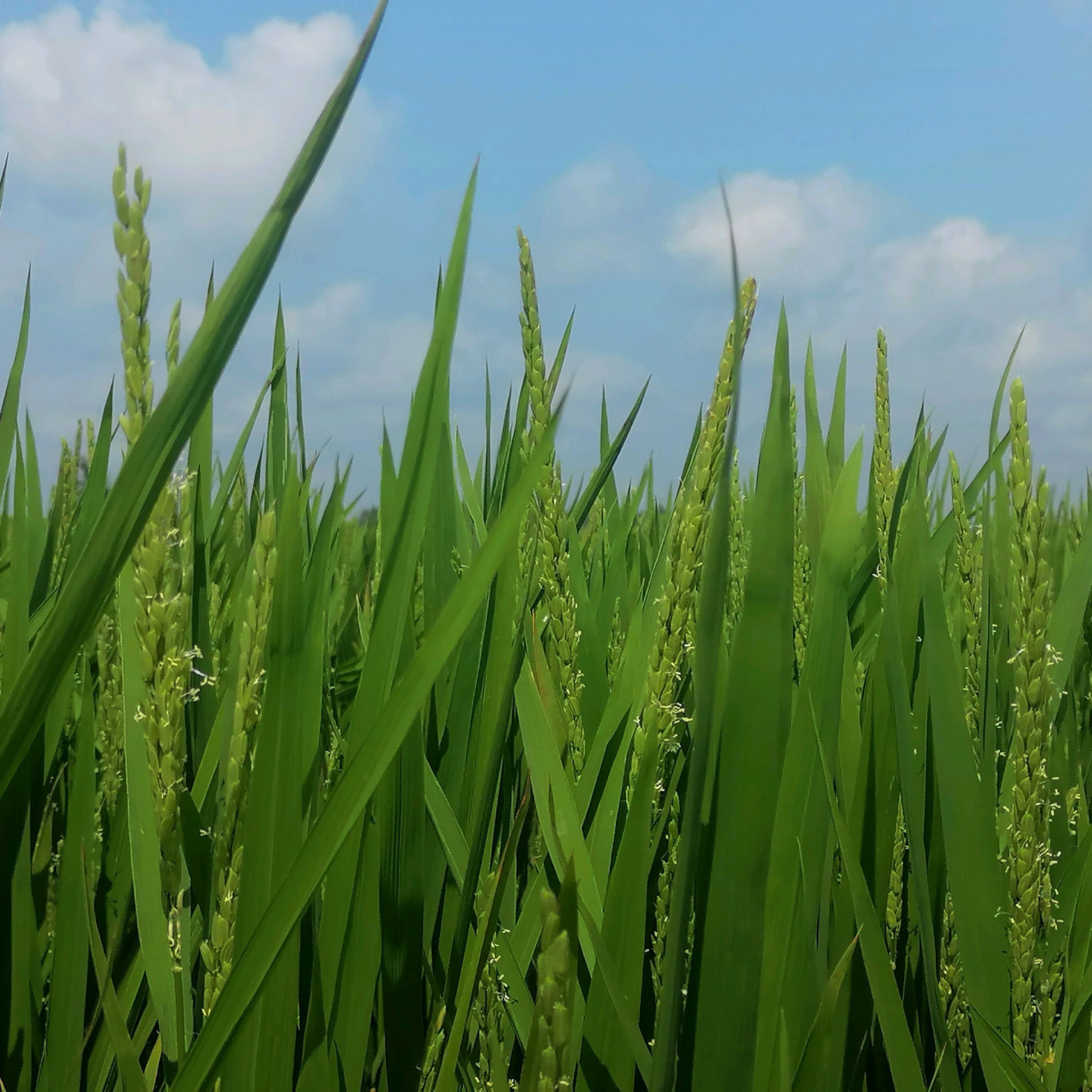 什么是水稻叶片蒸腾作用呼吸作用和光合作用三者间有何必然关系