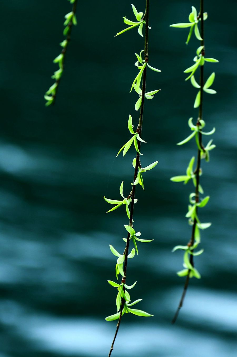 春风淡淡,未来一切皆是美好