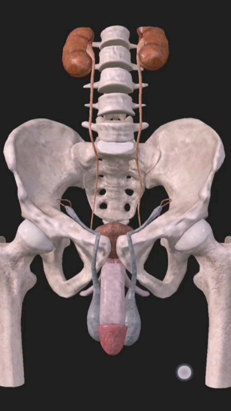 男性泌尿生殖结构