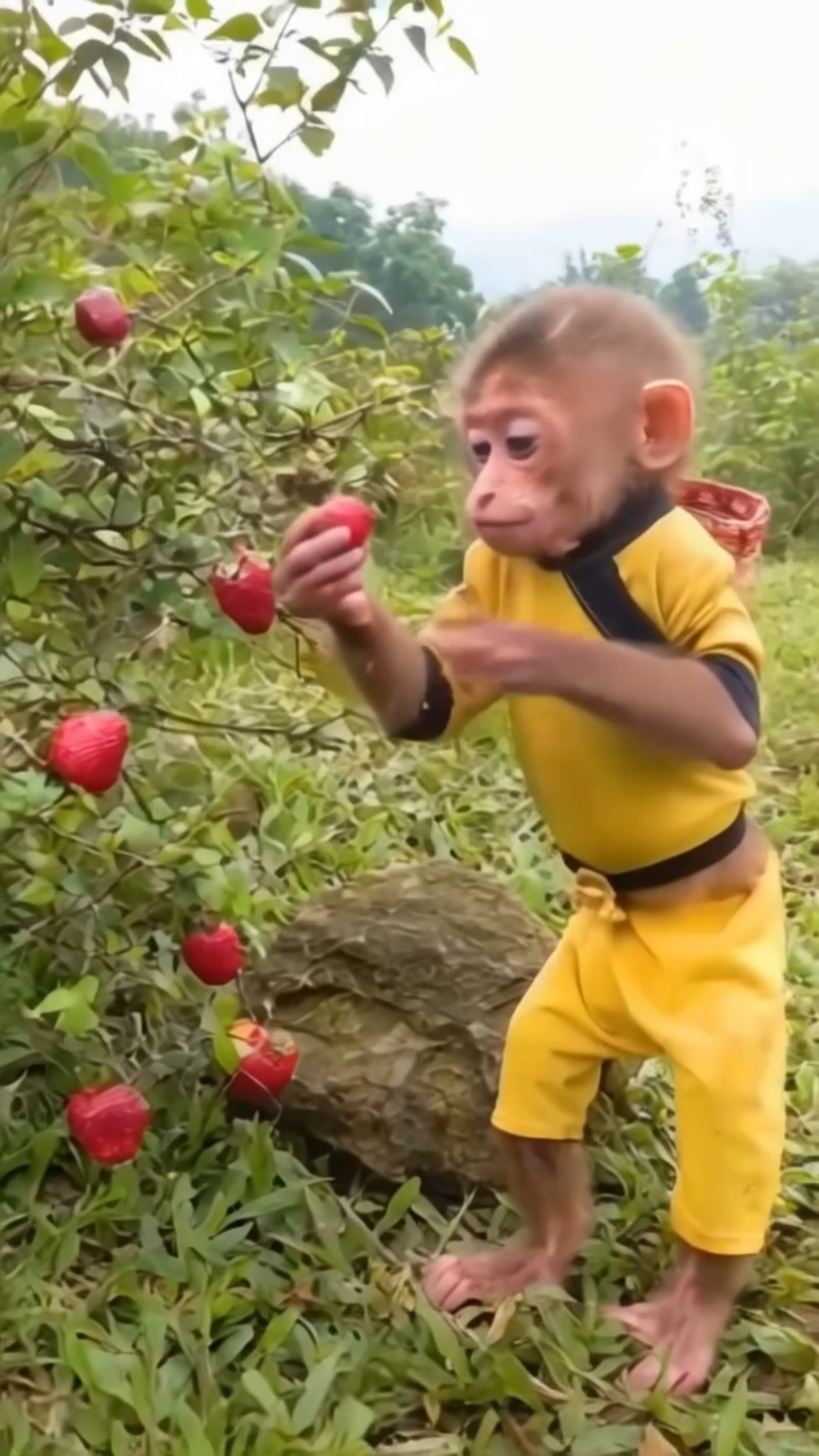 原来悟空是这样变身小猴子的