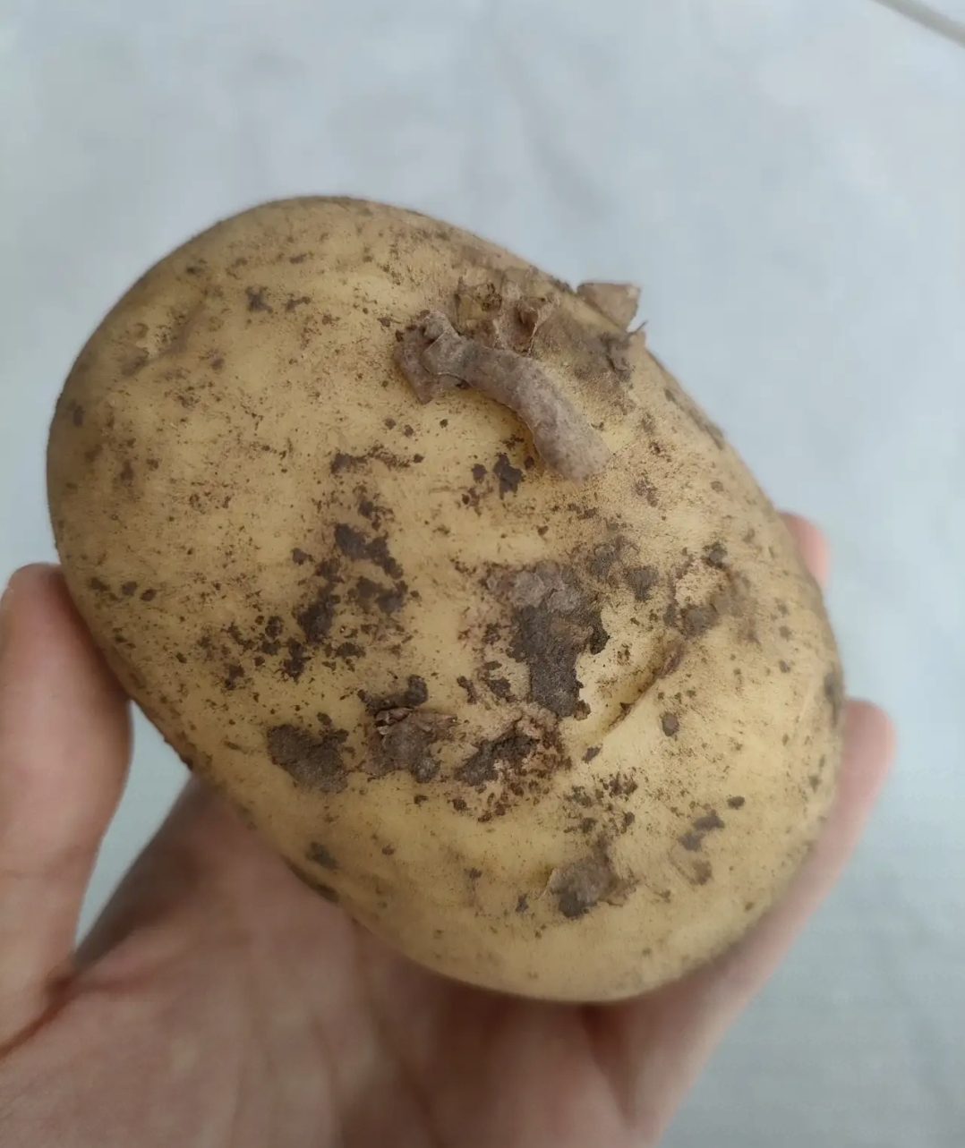 裂纹土豆霉斑图片一个土豆表面粗糙土豆表面疵皮状黑斑发霉的土豆图片