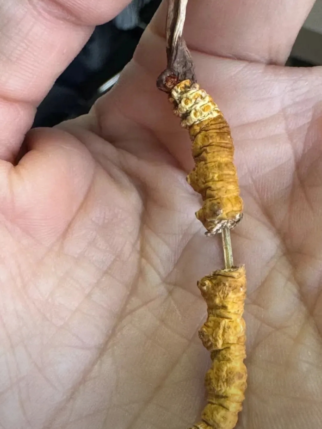 今年过年时,妈妈的好朋友给她送了10根虫草,听说这东西挺贵的,妈妈挺