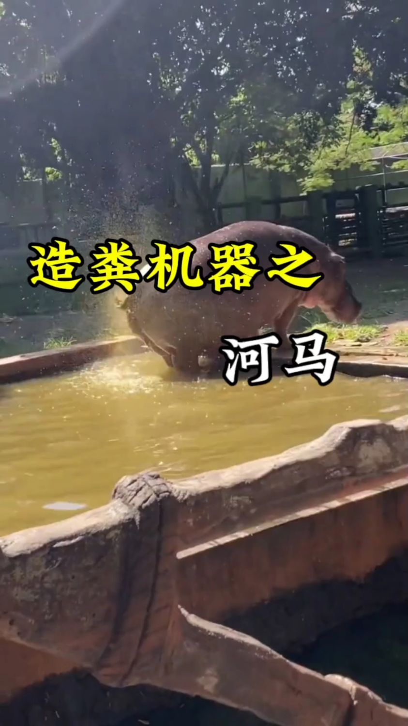 造粪机器河马 为什么每次拉臭臭的时候要摇尾巴#河马 #科普