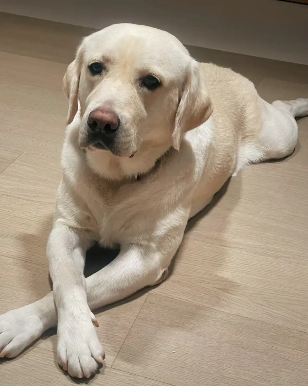 江苏无锡一 42 岁寡妇养了一只大拉布拉多,每天晚上都会抱着大