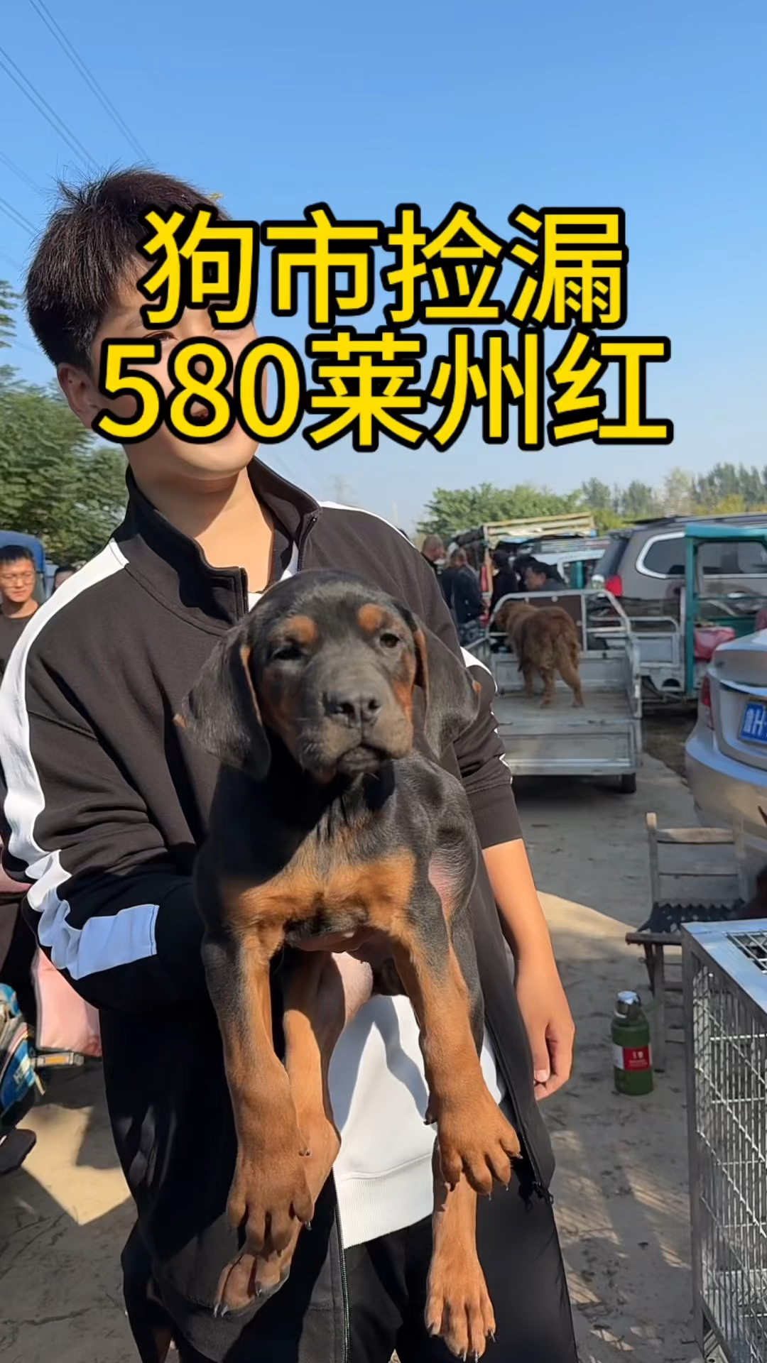 狗市捡漏小莱州红