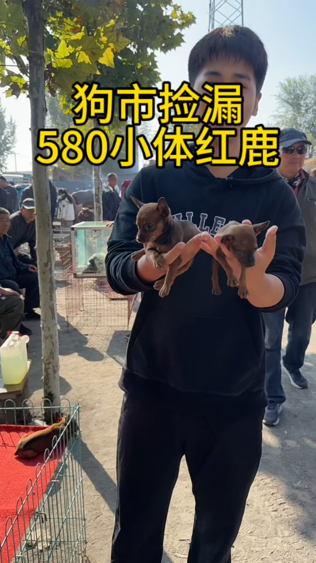 狗市捡漏小体红鹿