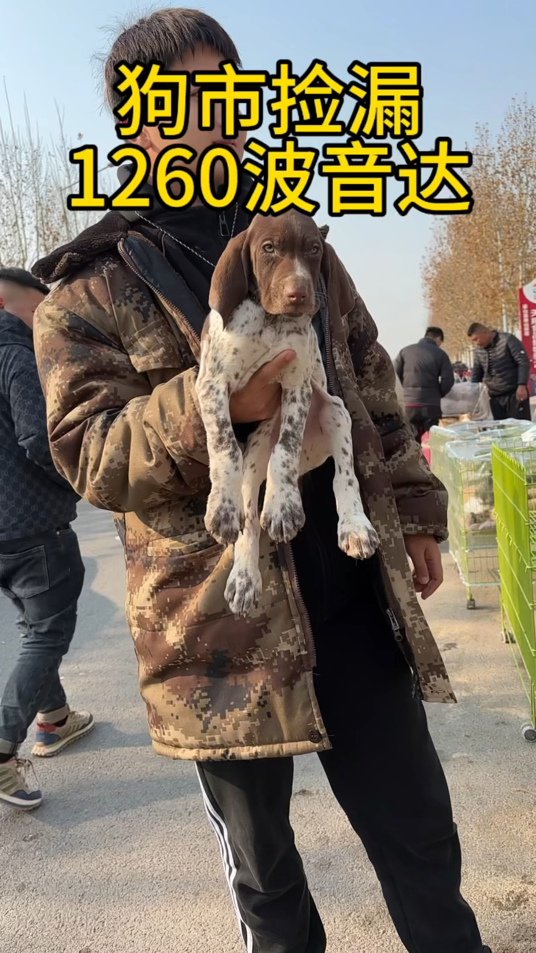 狗市捡漏波音达猎犬