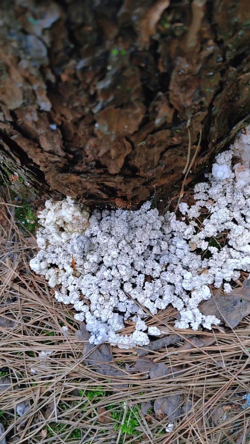 苍树垂根数滴泪 可怜世间肺结人 凡俗不识药佬意 错把神药用火焚