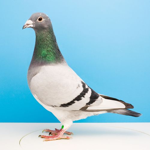 这殖ぞ嗬敫 李梅龄10羽种鸽图李鸟图片大全