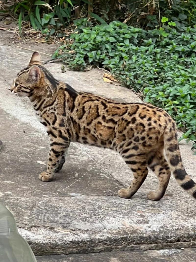 孟加拉豹猫是一种外形具有野性美,身上有类似豹纹的美丽花纹的宠物