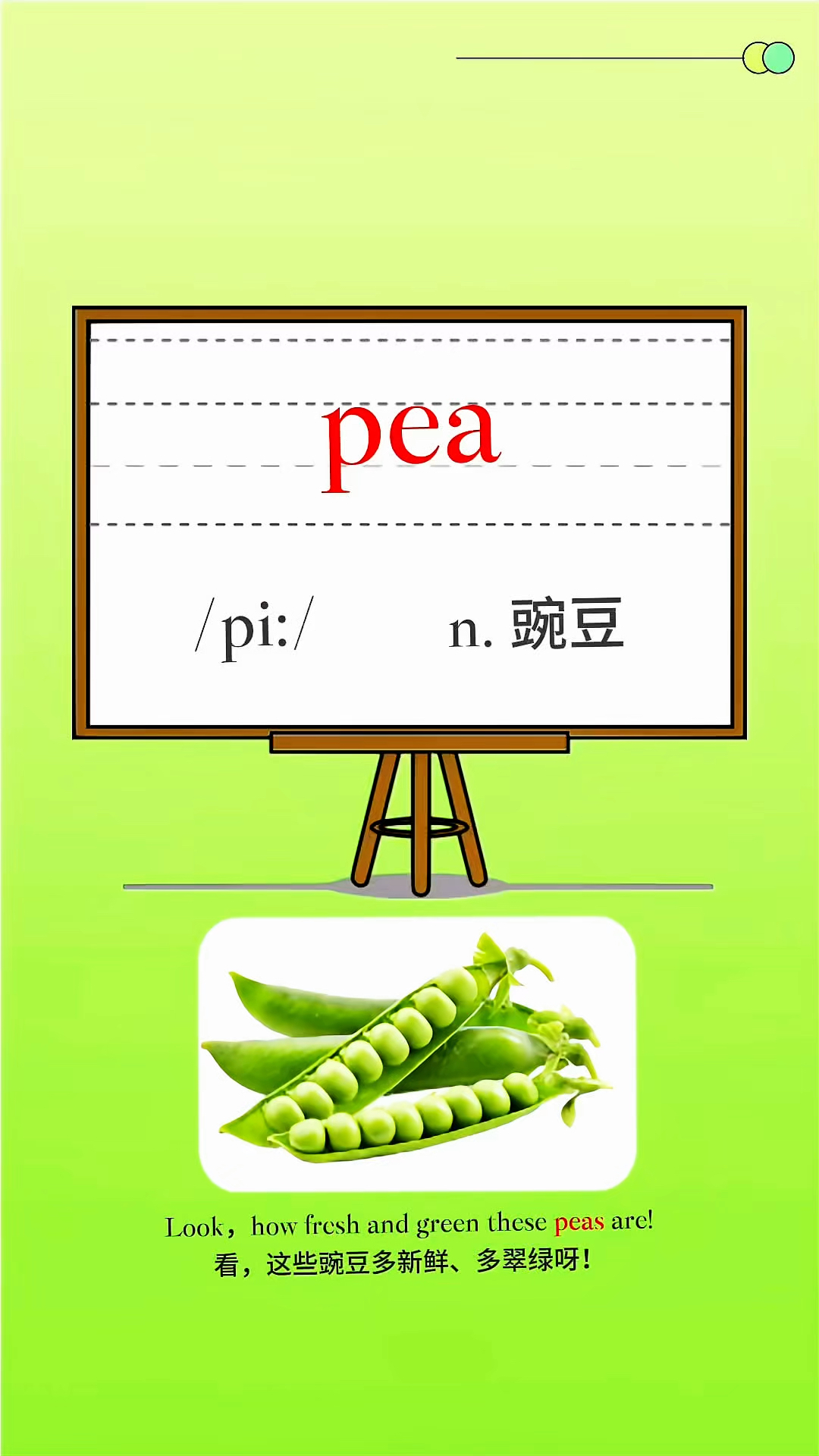 跟我学单词:豌豆