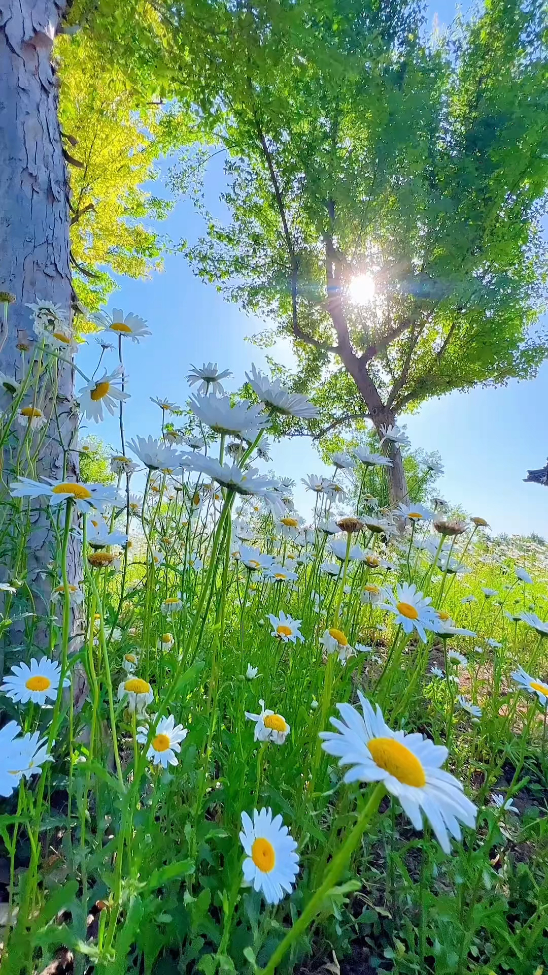 鸟语花香,自然风光无限好