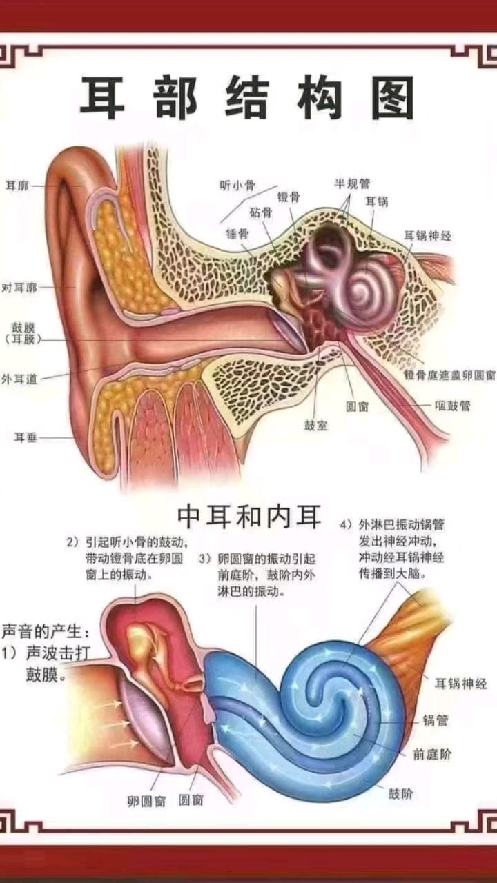 人类耳朵结构图图片