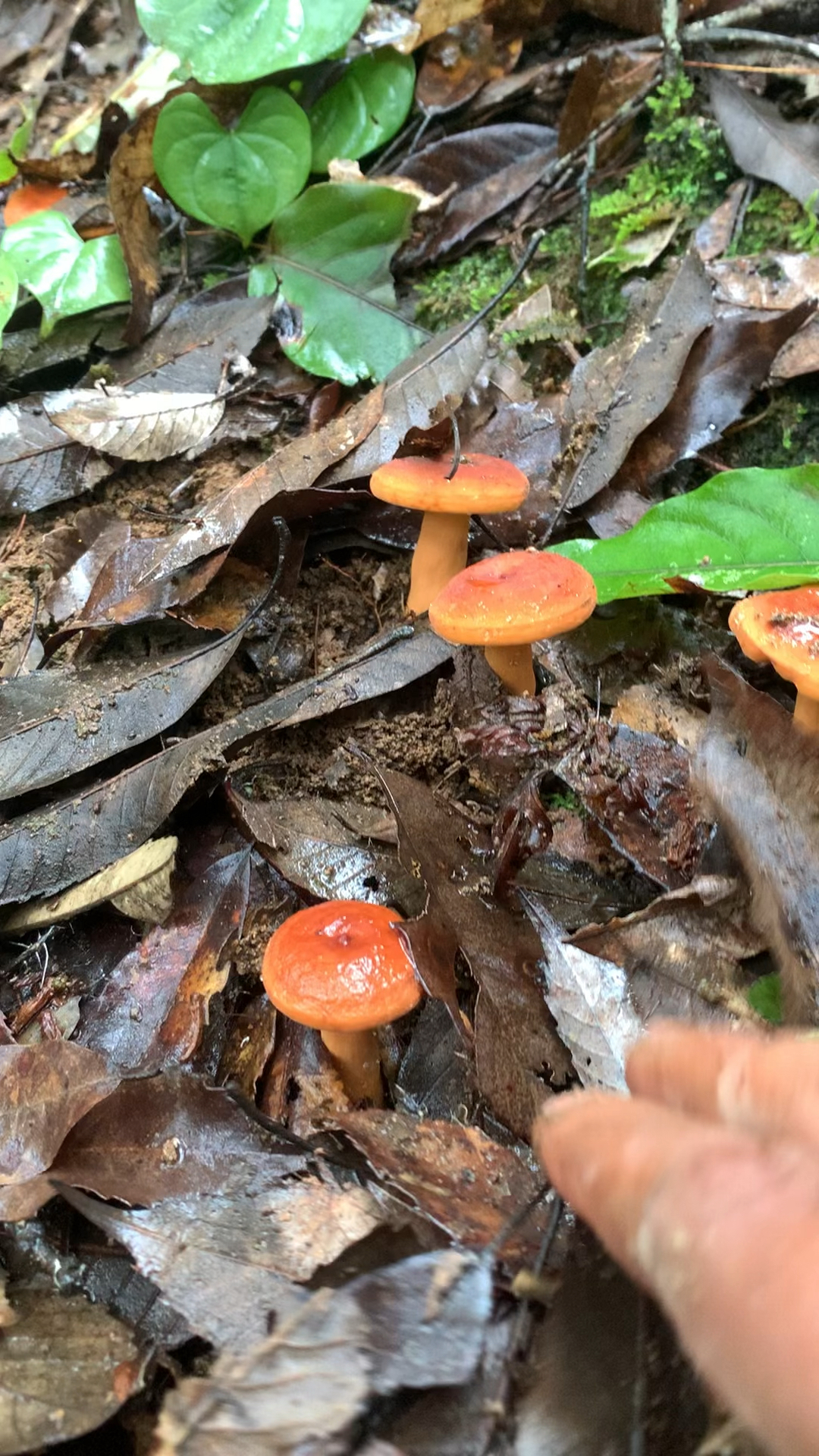漂亮的美味奶浆菌