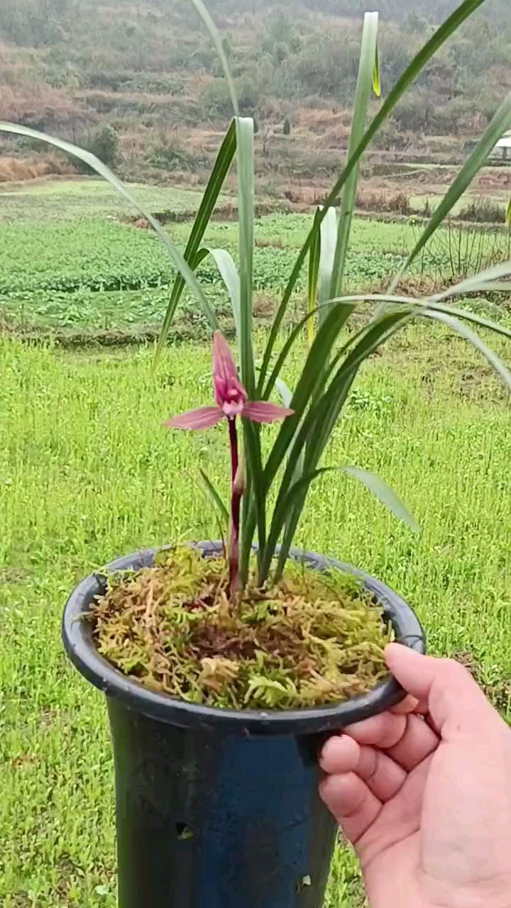 春兰红素,三苗一花!