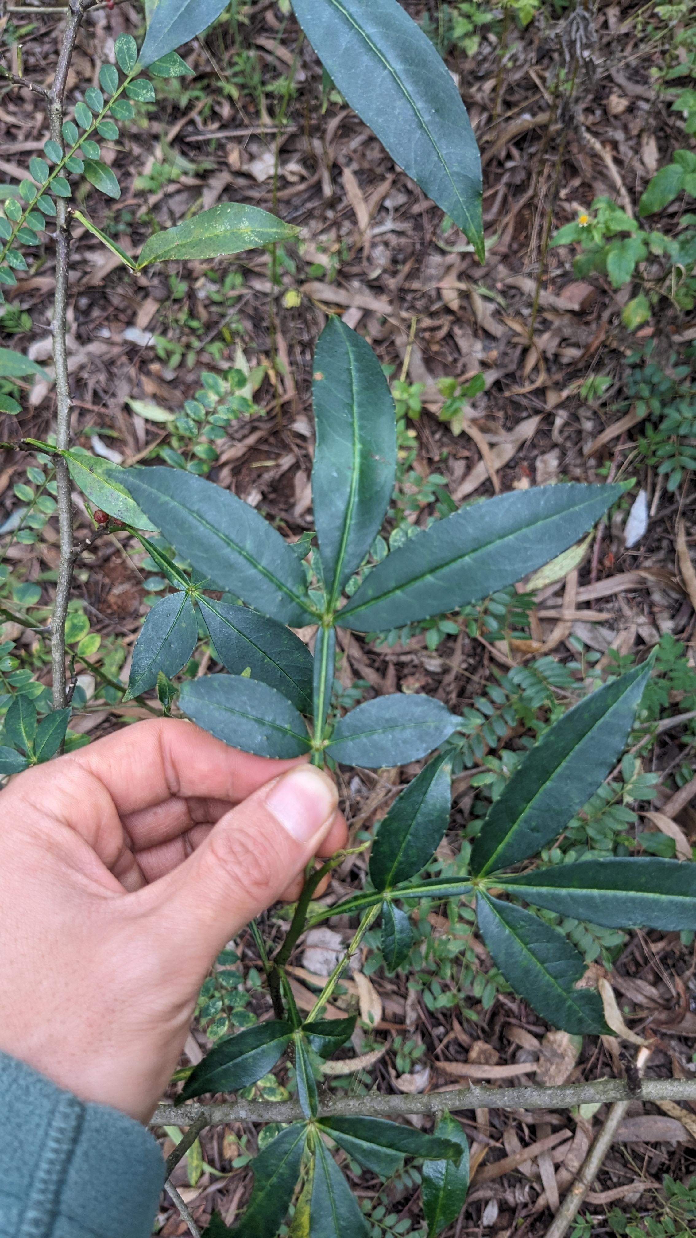 野花椒 科 芸香科