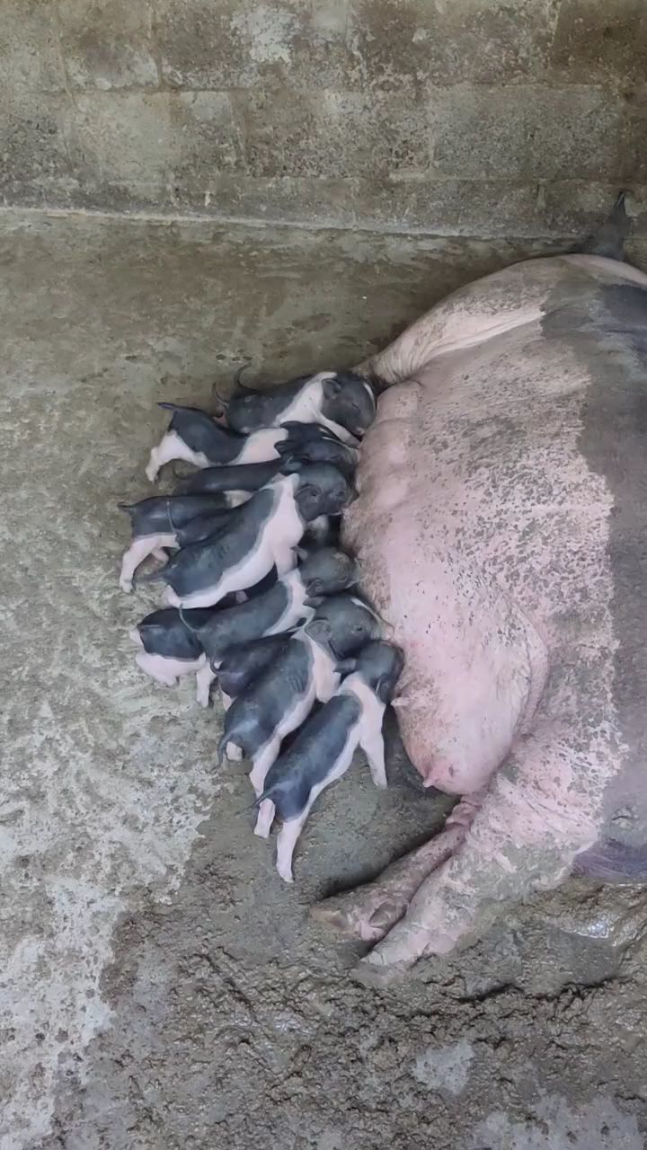 又得一窝小花猪.