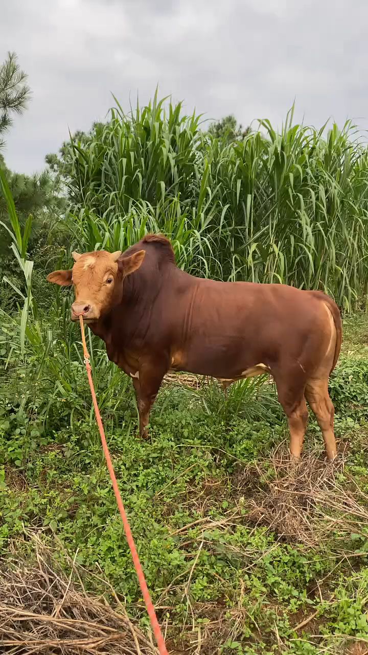 还是本地黄牛帅气